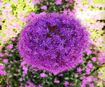 Close-up of purple pink flowers