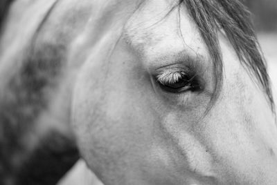 Close-up of arabian horse