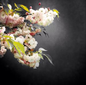 Close up of flowers blooming outdoors