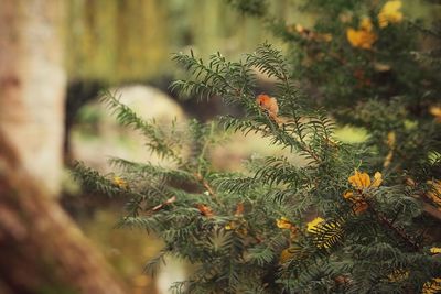 Close-up of tree branch