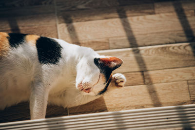 High angle view of a dog on floor