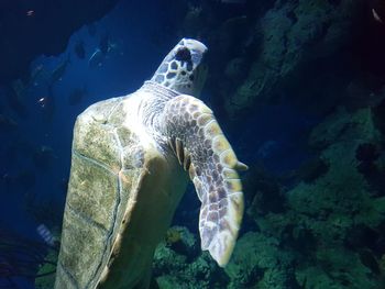 Sea turtle swimming 