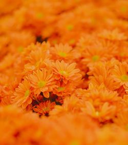 Close-up of orange flowering plant