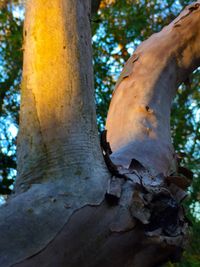 Close-up of tree trunk