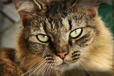 Close-up portrait of cat