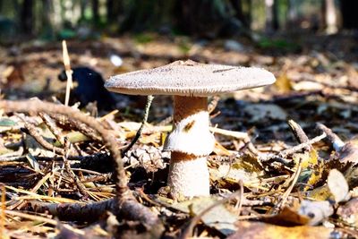 Close-up of mushroom on grass