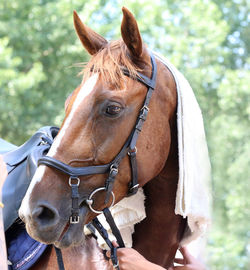 Close-up of horse in ranch