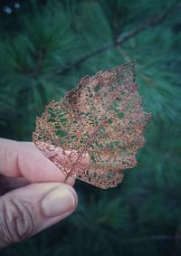 Close-up of man holding autumn leaves