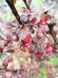 Close-up of cherry blossoms on tree