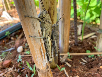 Close-up of insect on wood