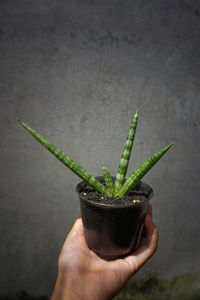 Sansevieria cylindrica