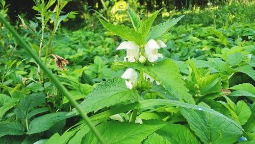 Close-up of green plant on field