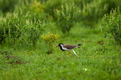 Side view of a bird on land