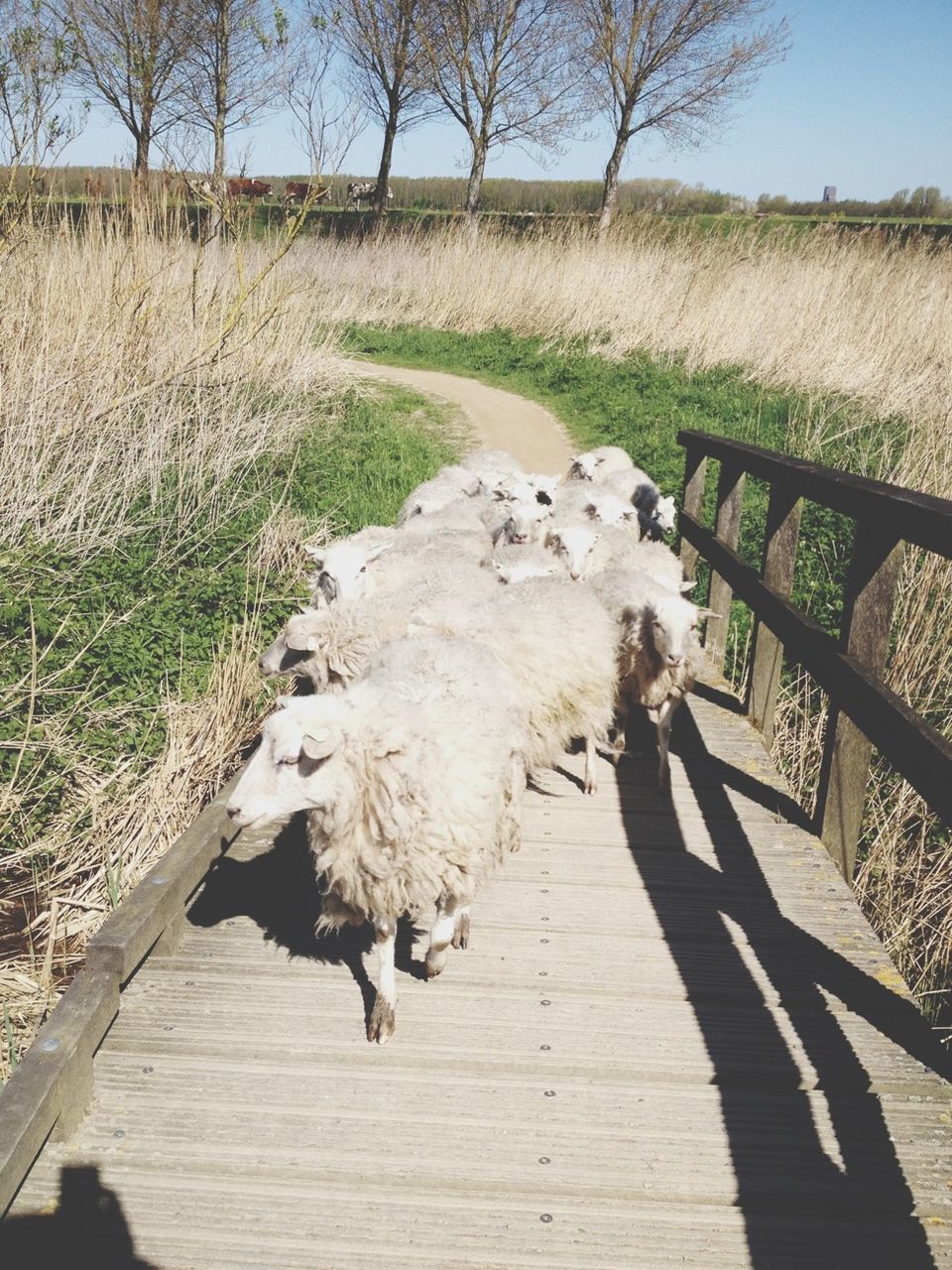 the way forward, walking, full length, domestic animals, rear view, lifestyles, animal themes, tree, leisure activity, mammal, wood - material, nature, boardwalk, men, shadow, landscape, sunlight