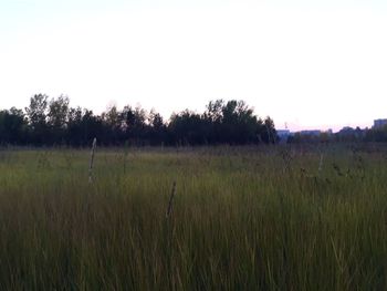 Scenic view of field against clear sky