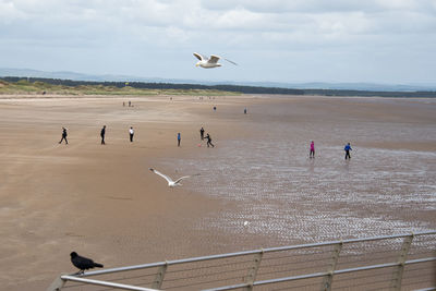 Seagulls flying over beach