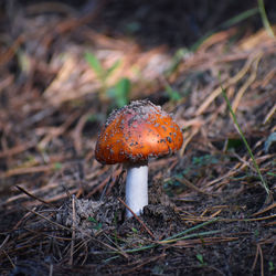 Close-up of mushroom growing on field