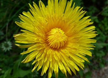 Close-up of yellow flower