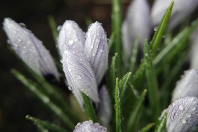 Close-up of water drops on leaf