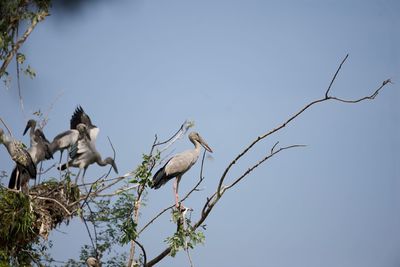 Low angle view of bird perching on tree against clear blue sky