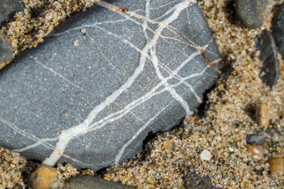 Close-up of tortoise on beach