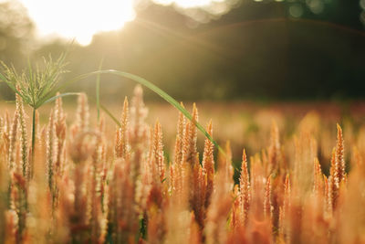 Close-up of stalks in field against bright sun