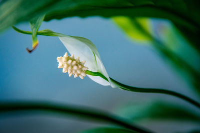 Close-up of white flowering plant