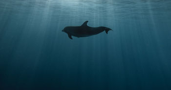 VIEW OF A SILHOUETTE UNDERWATER