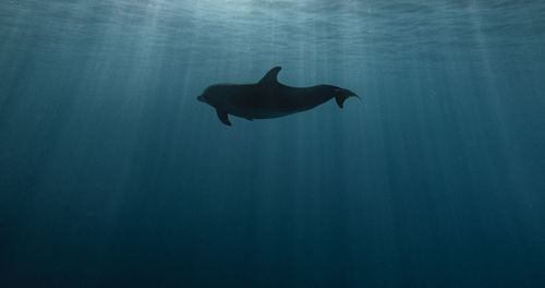 View of a turtle underwater