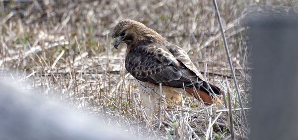 Close-up of bird