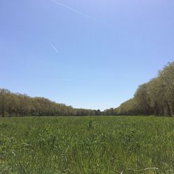 Scenic view of field against clear blue sky