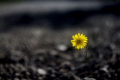 Close-up of yellow flowering plant