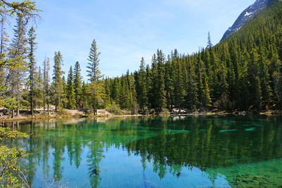 Scenic view of lake by trees against sky