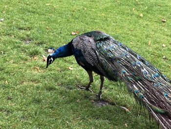 High angle view of a peacock