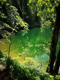 Scenic view of lake in forest