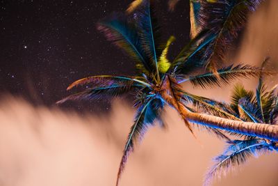 Palm tree in the night sky 