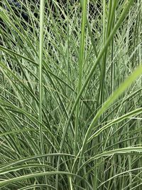 Full frame shot of bamboo plants