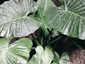 High angle view of raindrops on leaves