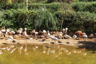 Flock of birds in the lake