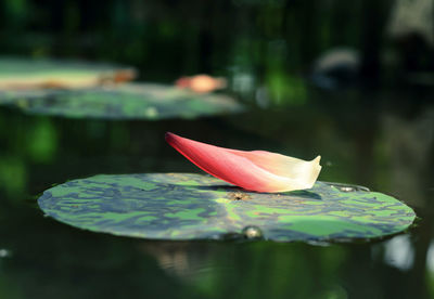 Close-up of lotus water lily in lake