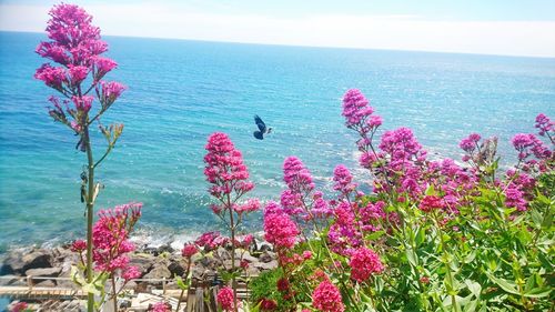 Flowers blooming by sea against sky