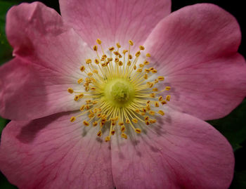 Close-up of fresh pink flower blooming outdoors