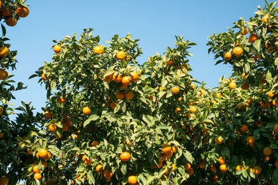 Low angle view of orange fruits on tree against sky