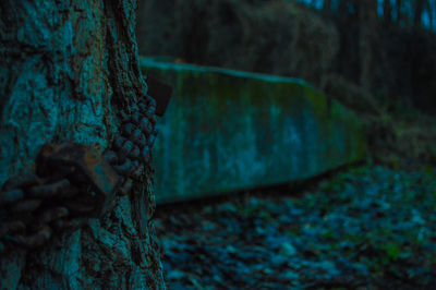 Close-up of rusty metal on tree trunk