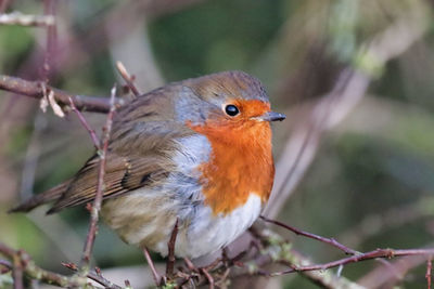 Close-up of bird perching on branch