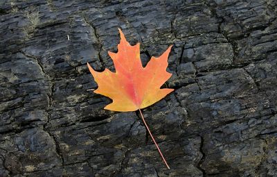 Close-up of leaves on wood