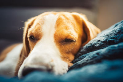 Close-up portrait of dog