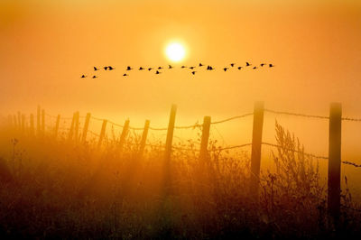 Canada geese flying over the marshlands on a foggy morning just after sunrise