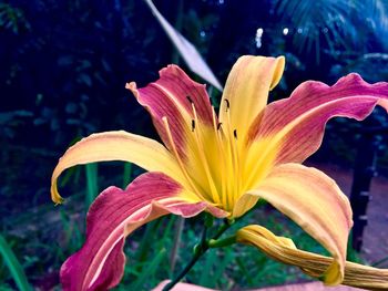 Close-up of day lily plant