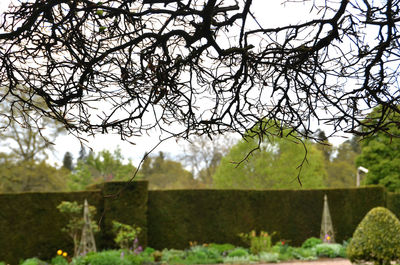 Trees on field